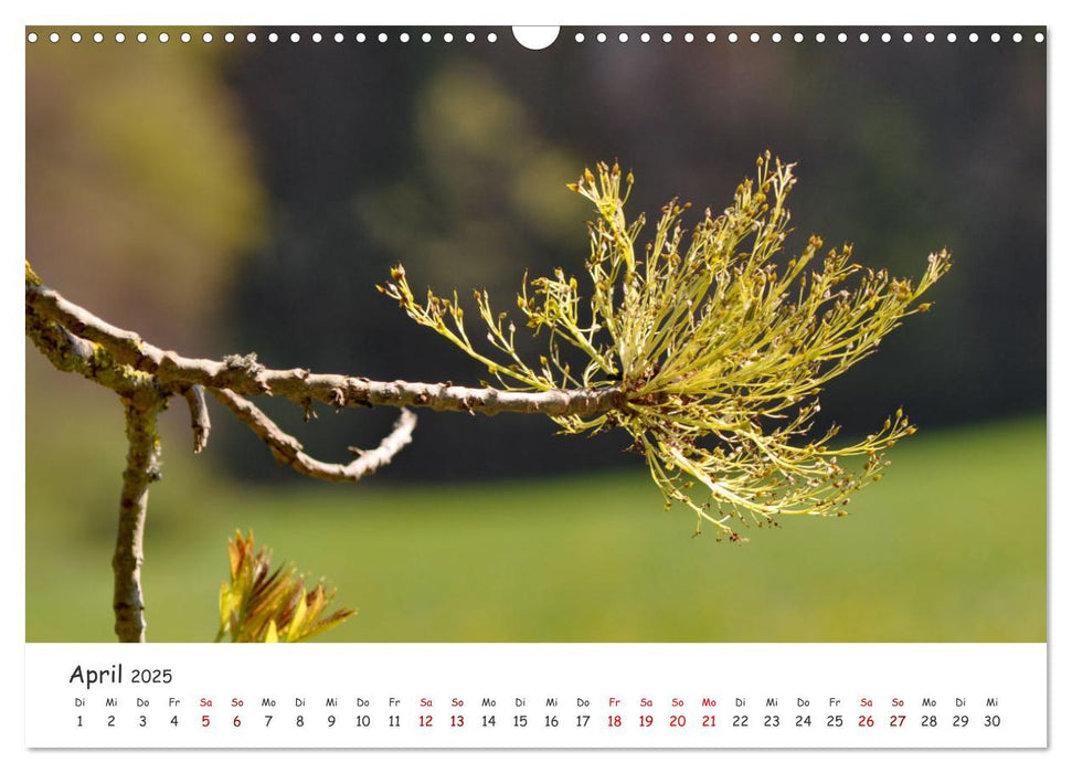 Frühling - Wenn die Natur erwacht (CALVENDO Wandkalender 2025)