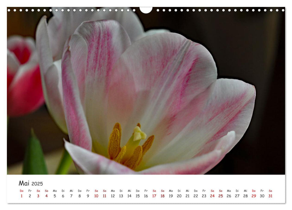 Frühling - Wenn die Natur erwacht (CALVENDO Wandkalender 2025)