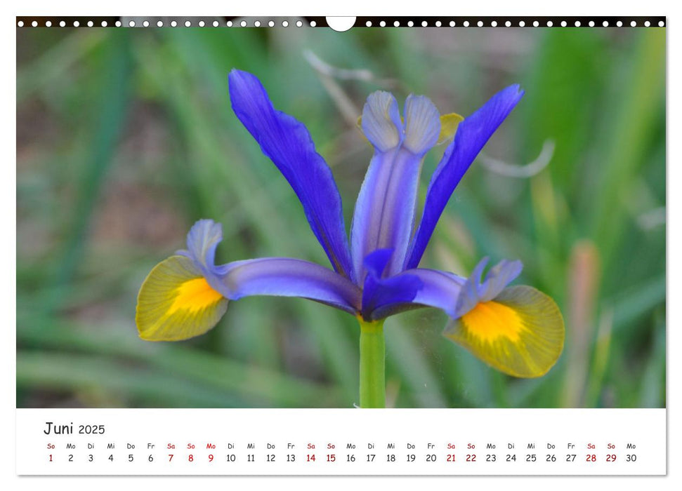 Frühling - Wenn die Natur erwacht (CALVENDO Wandkalender 2025)