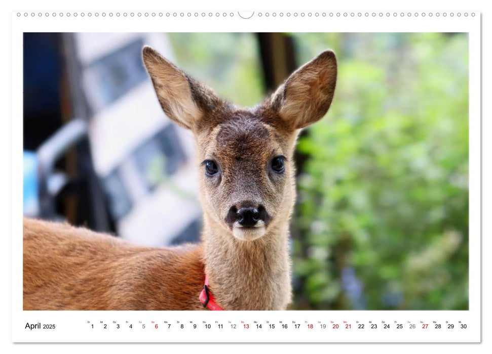 Max, der kleine Rehbock (CALVENDO Premium Wandkalender 2025)