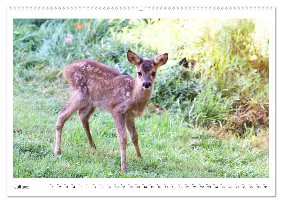 Max, der kleine Rehbock (CALVENDO Premium Wandkalender 2025)