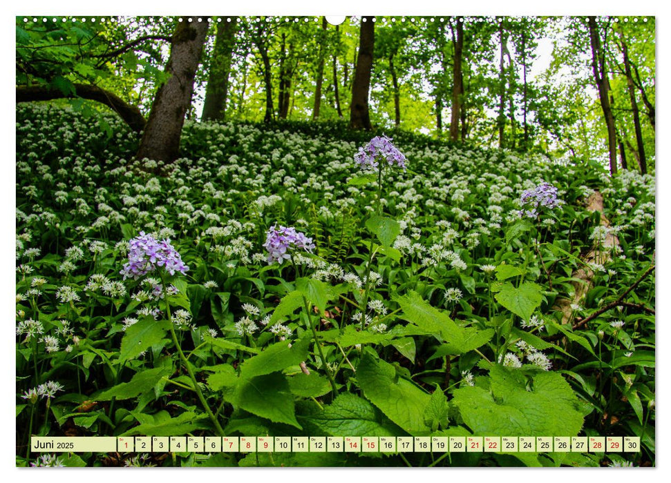 Unterwegs auf dem GrimmSteig - Zu Fuß durch Nordhessens Märchenwälder (CALVENDO Premium Wandkalender 2025)