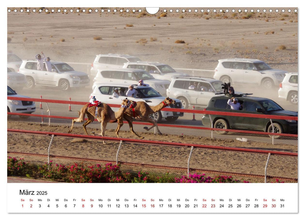 KAMELE... eine Reise durch den Oman. (CALVENDO Wandkalender 2025)