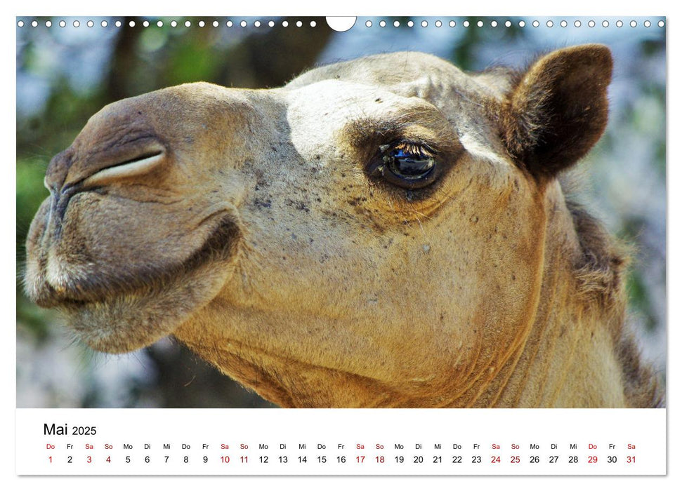 KAMELE... eine Reise durch den Oman. (CALVENDO Wandkalender 2025)