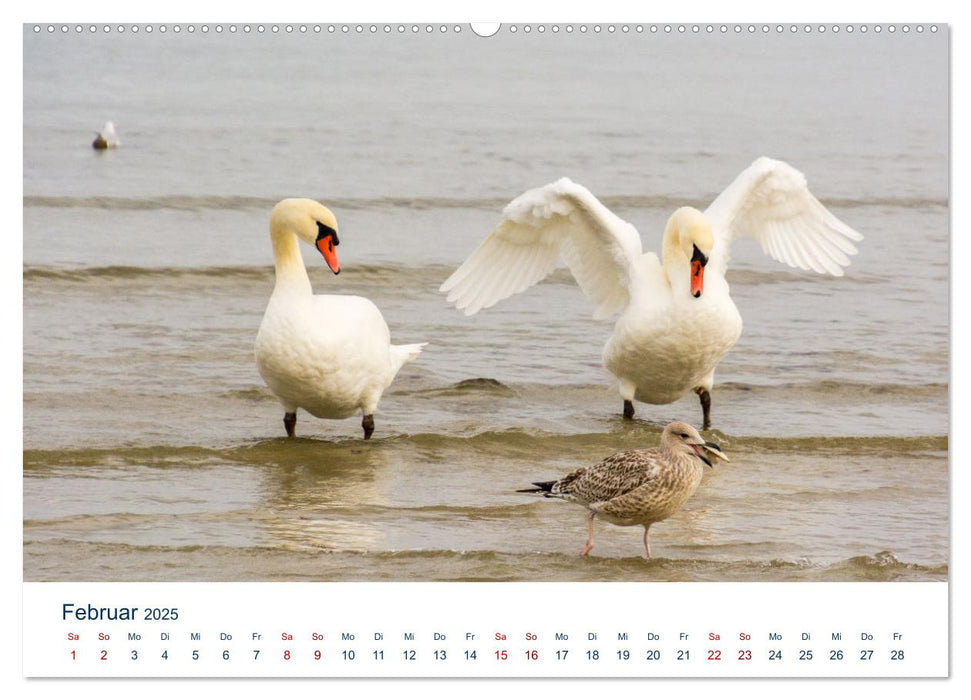 Boltenhagen und Strand (CALVENDO Premium Wandkalender 2025)