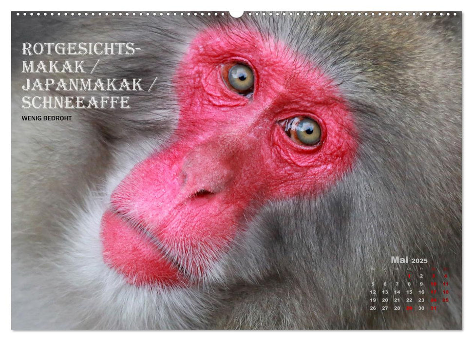 AFFENPORTRÄTS (CALVENDO Premium Wandkalender 2025)