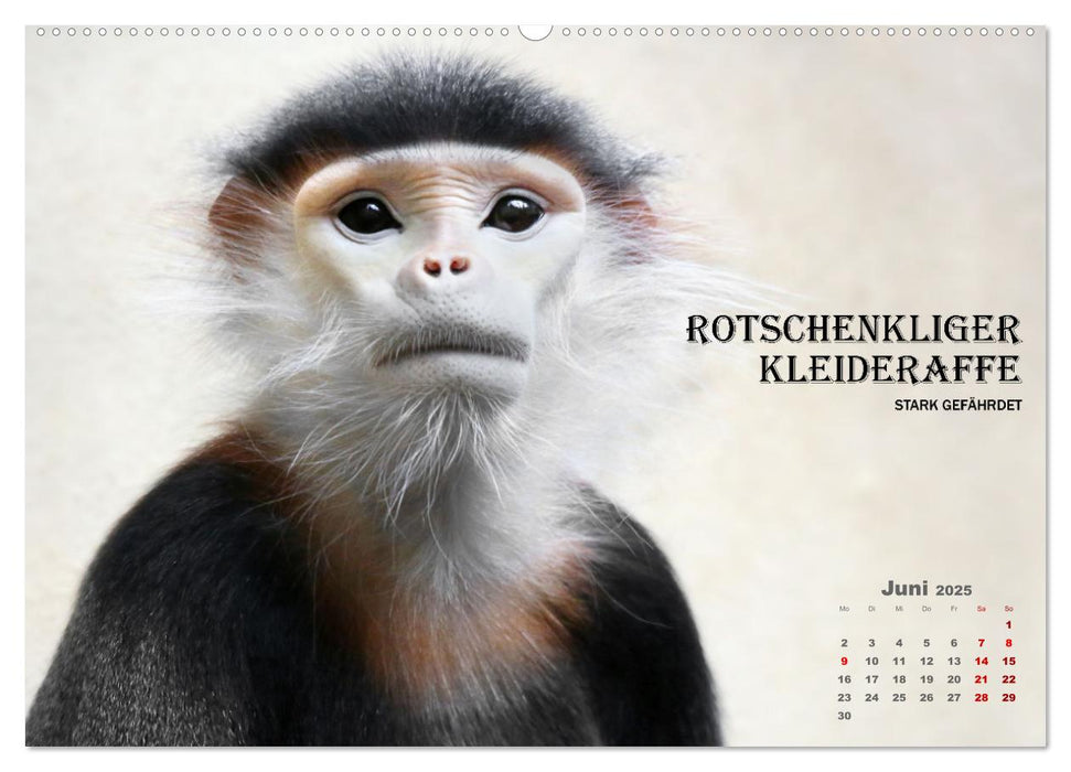 AFFENPORTRÄTS (CALVENDO Premium Wandkalender 2025)