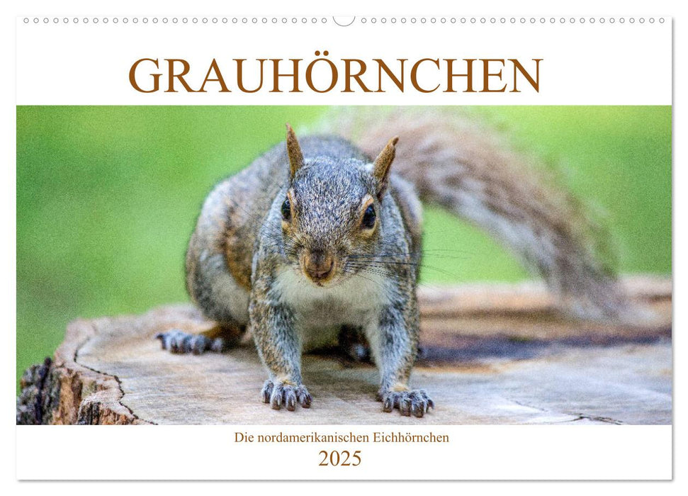 Grauhörnchen-Die nordamerikanischen Eichhörnchen (CALVENDO Wandkalender 2025)