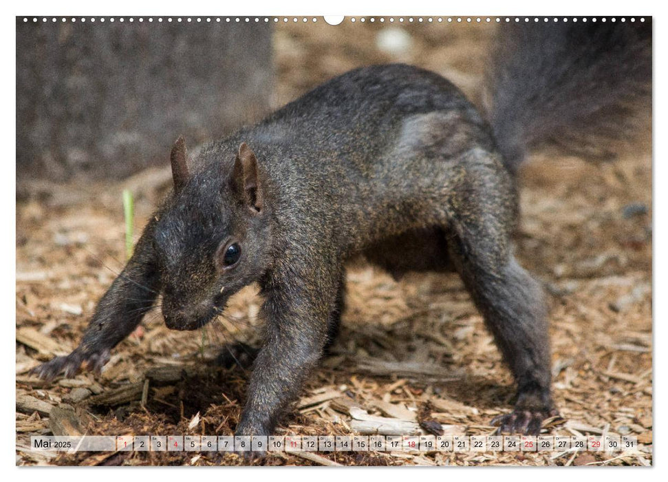 Grauhörnchen-Die nordamerikanischen Eichhörnchen (CALVENDO Wandkalender 2025)