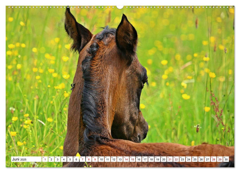 Fohlen - das Leben ist schön (CALVENDO Premium Wandkalender 2025)