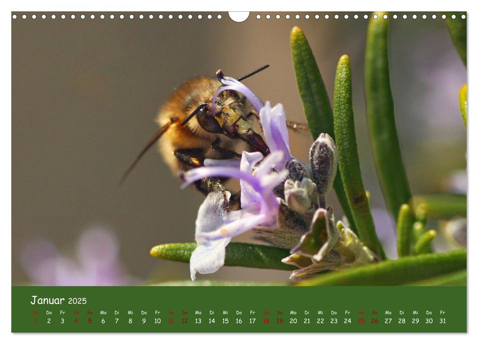 Insekten - Kleine Wunder (CALVENDO Wandkalender 2025)