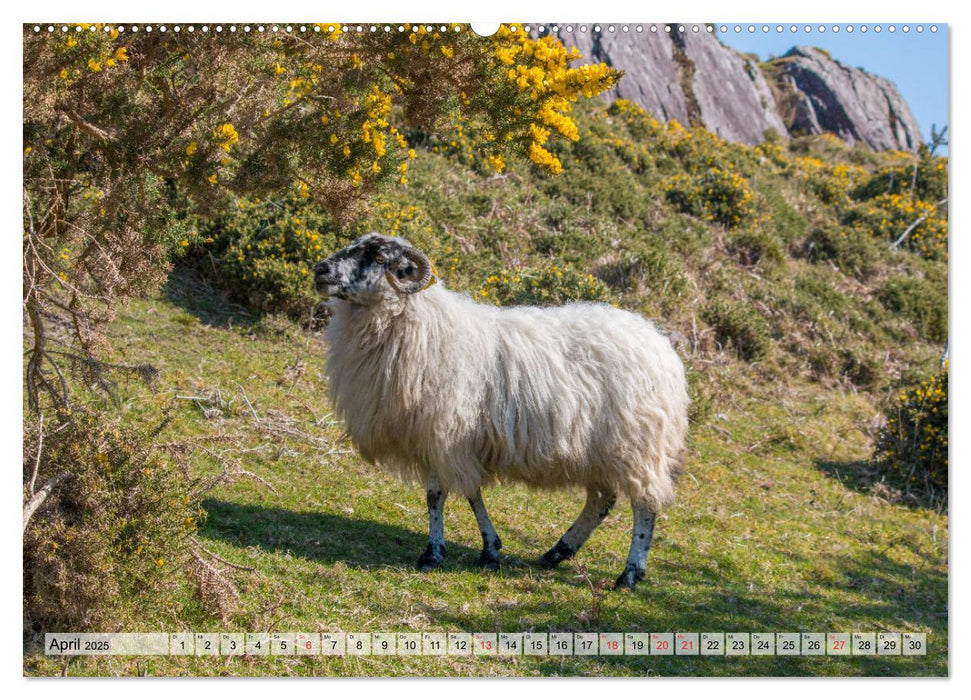 Irland - Grafschaft Kerry (CALVENDO Wandkalender 2025)