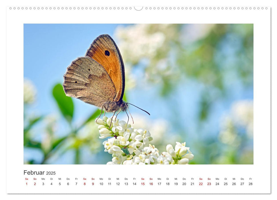 Kleine Wunder - Insekten und Spinnen (CALVENDO Premium Wandkalender 2025)