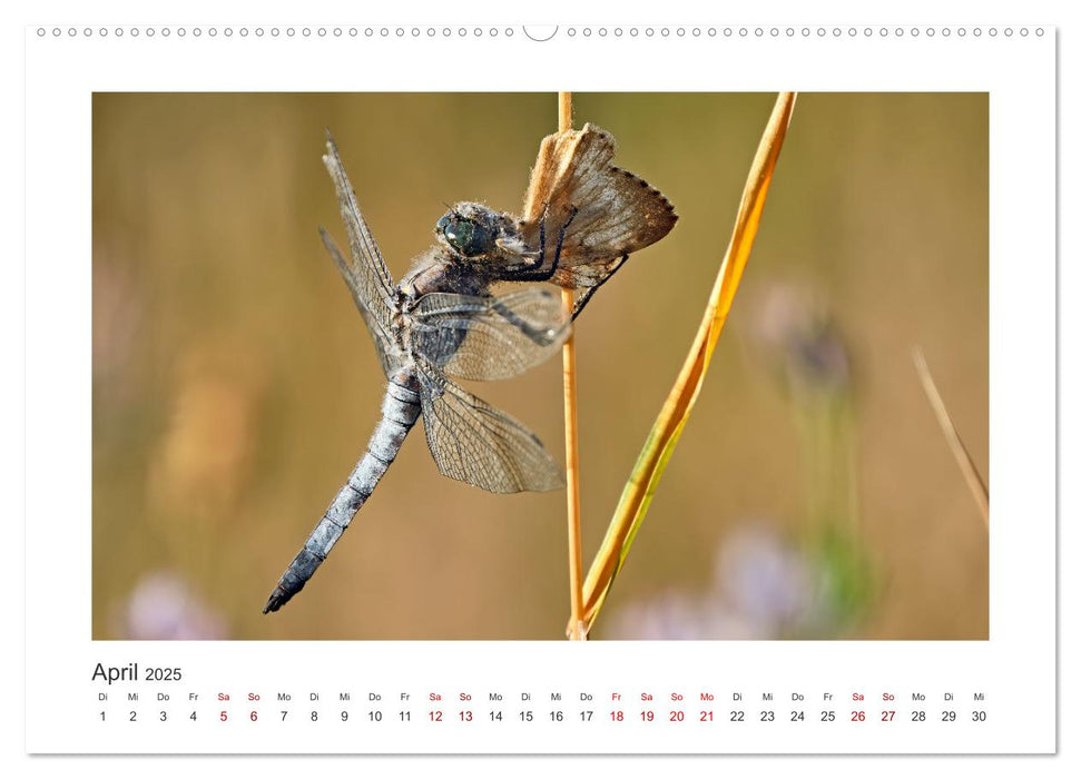 Kleine Wunder - Insekten und Spinnen (CALVENDO Premium Wandkalender 2025)