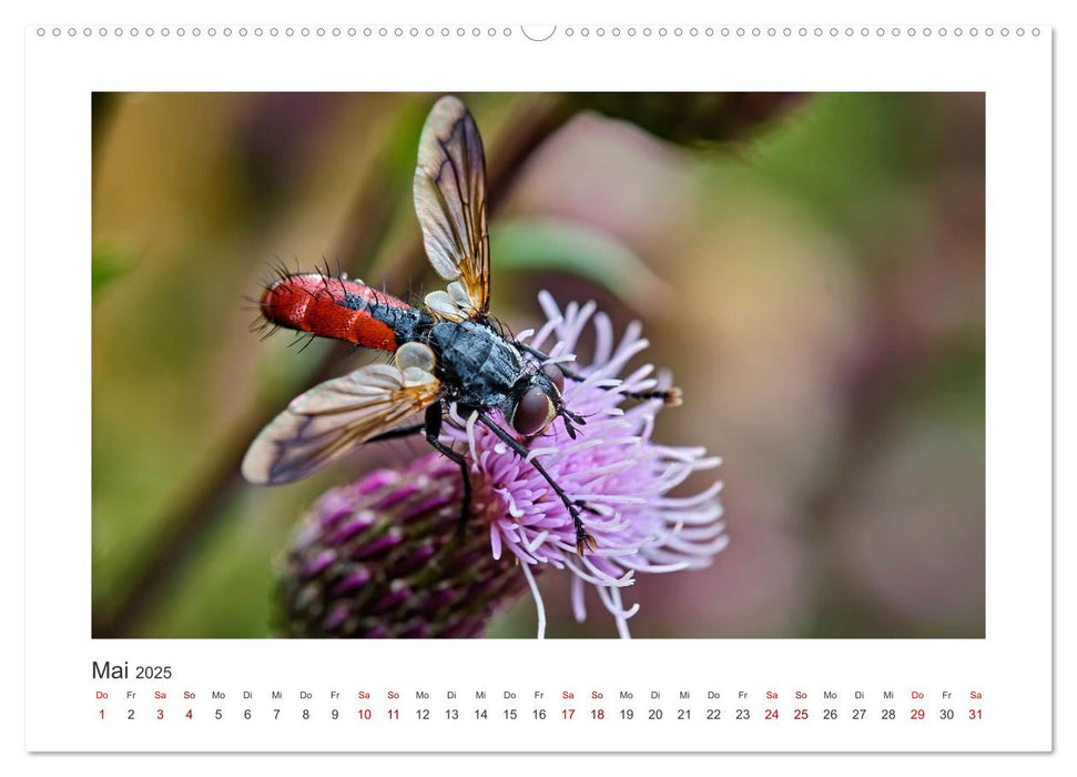 Kleine Wunder - Insekten und Spinnen (CALVENDO Premium Wandkalender 2025)