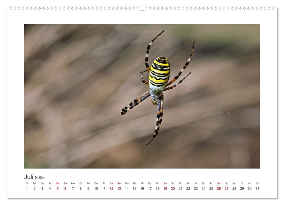 Kleine Wunder - Insekten und Spinnen (CALVENDO Premium Wandkalender 2025)