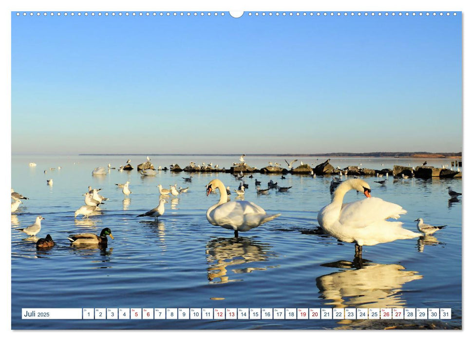 Seebad Ueckermünde (CALVENDO Premium Wandkalender 2025)