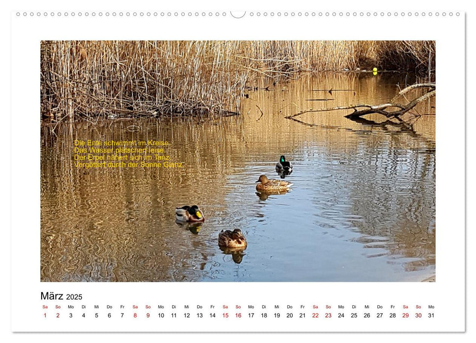 Lyrische Wasserwelt - Poesieflügel unterwegs in Brandenburg (CALVENDO Premium Wandkalender 2025)