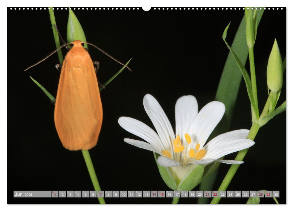 SCHMETTERLINGE DER NACHT (CALVENDO Wandkalender 2025)