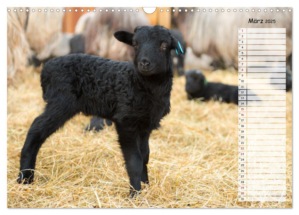 Geliebte Tiere auf dem Bauernhof (CALVENDO Wandkalender 2025)