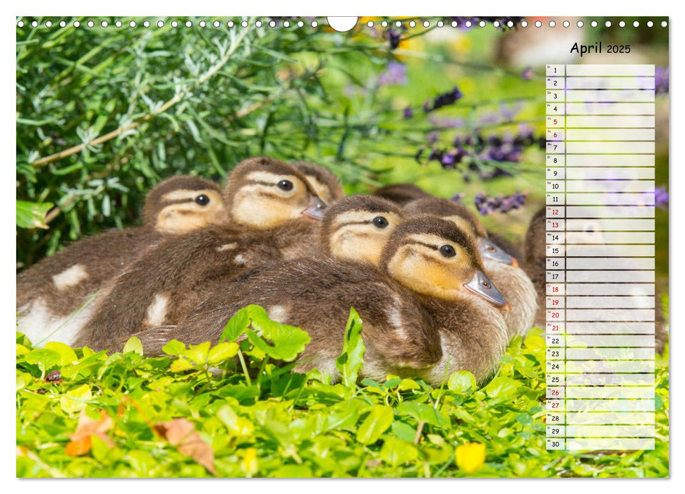 Geliebte Tiere auf dem Bauernhof (CALVENDO Wandkalender 2025)