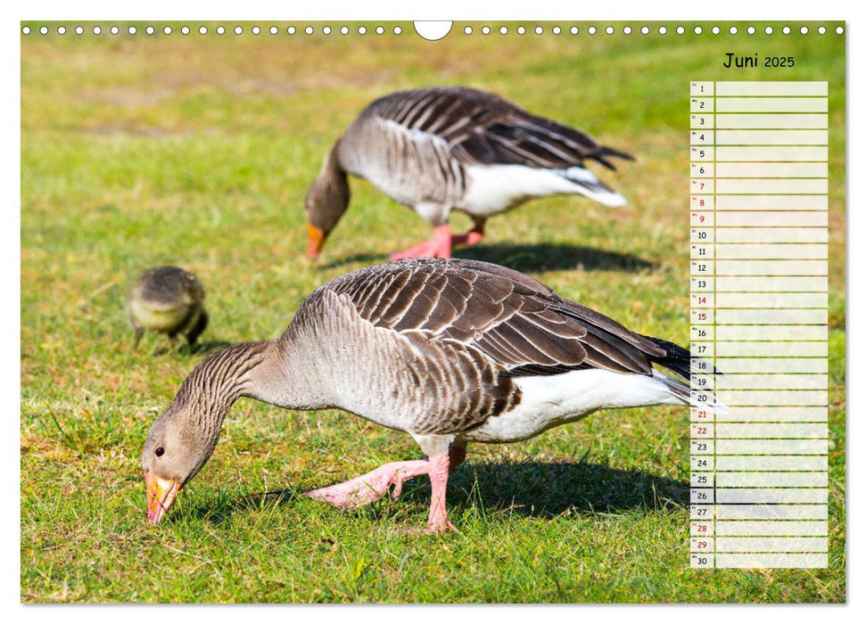 Geliebte Tiere auf dem Bauernhof (CALVENDO Wandkalender 2025)