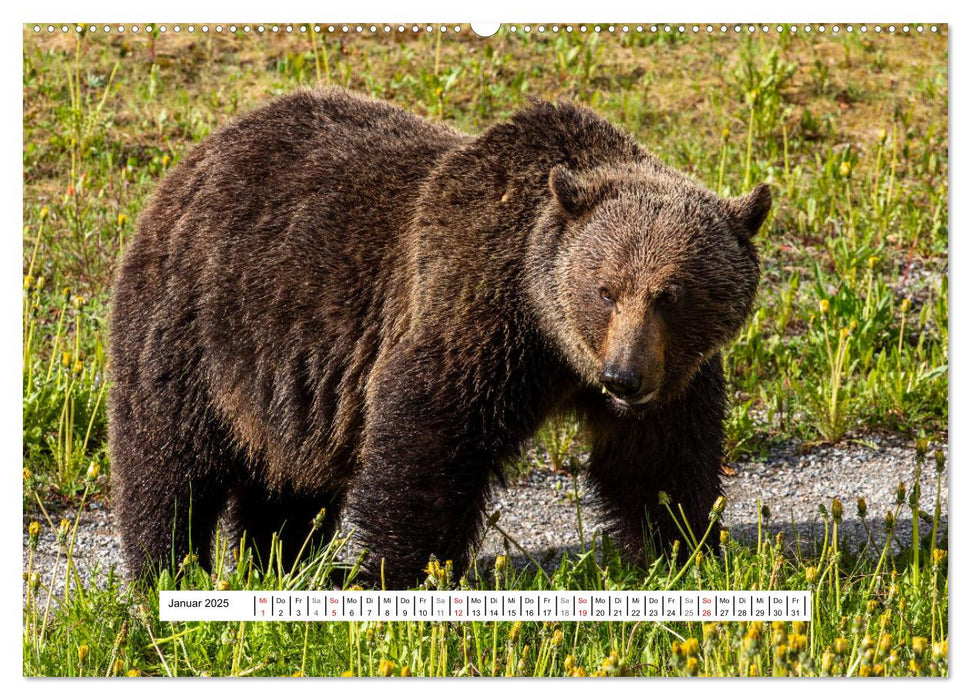 Der mächtige Gizzlybär (CALVENDO Premium Wandkalender 2025)