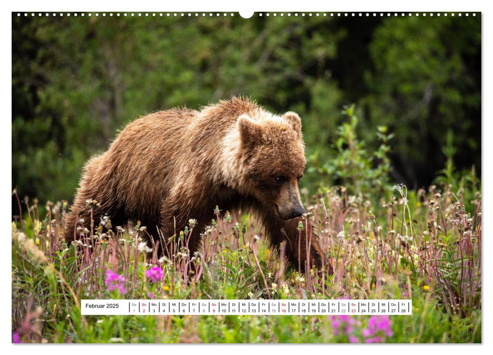 Der mächtige Gizzlybär (CALVENDO Premium Wandkalender 2025)