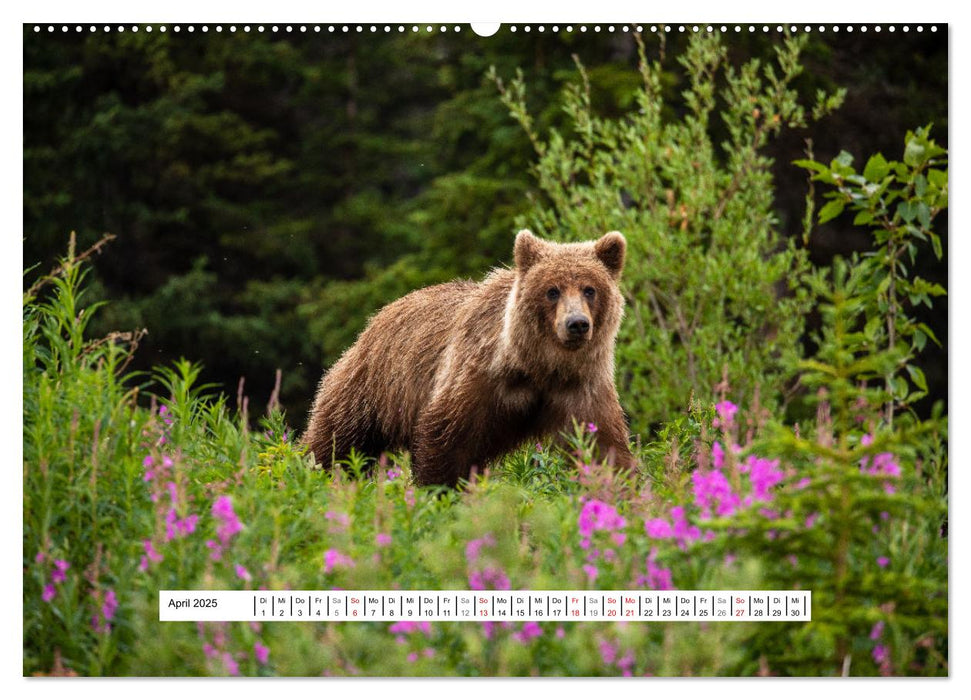 Der mächtige Gizzlybär (CALVENDO Premium Wandkalender 2025)