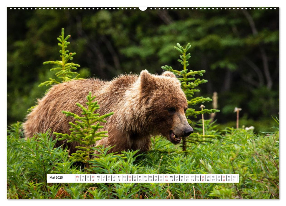 Der mächtige Gizzlybär (CALVENDO Premium Wandkalender 2025)