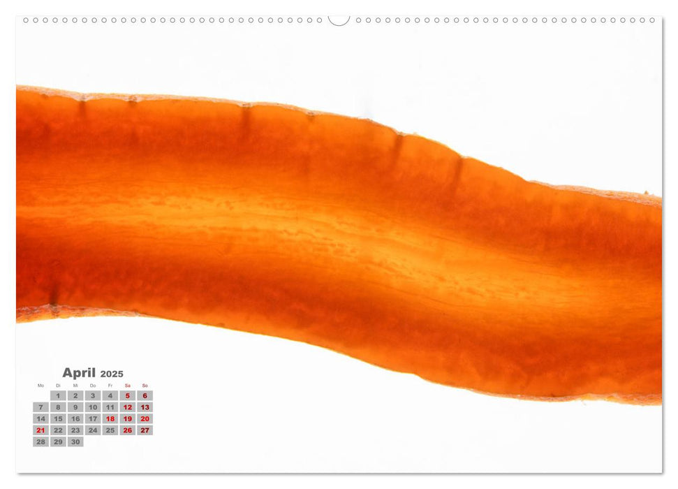 Frisch und gesund. (CALVENDO Premium Wandkalender 2025)