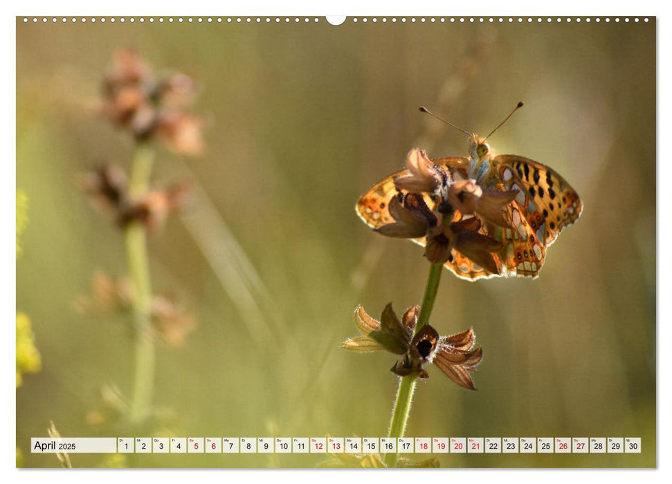 Schmetterlinge. Schimmernde Zauberwesen (CALVENDO Wandkalender 2025)