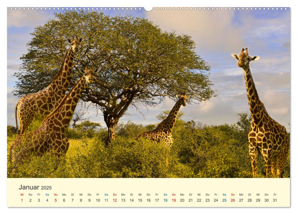 Safari in Kenia (CALVENDO Premium Wandkalender 2025)