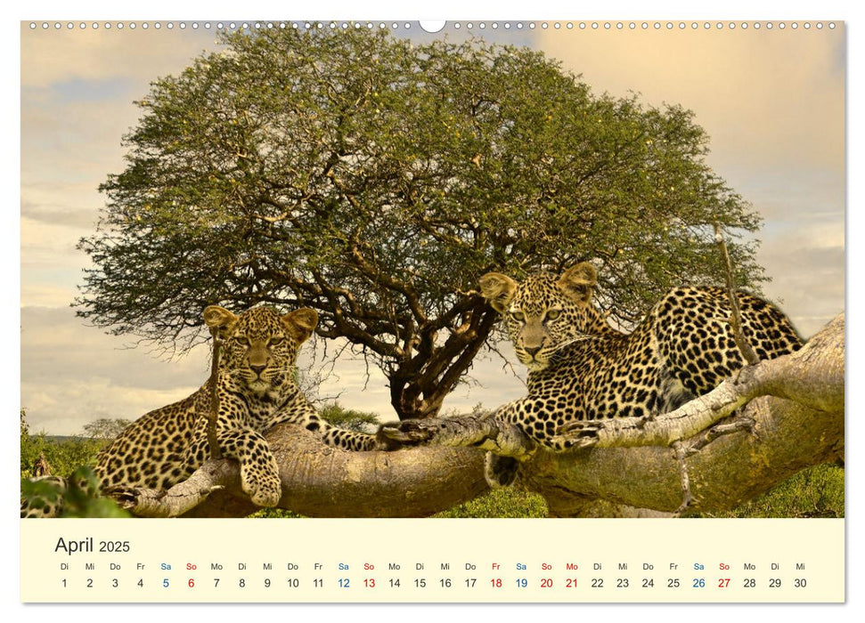 Safari in Kenia (CALVENDO Premium Wandkalender 2025)