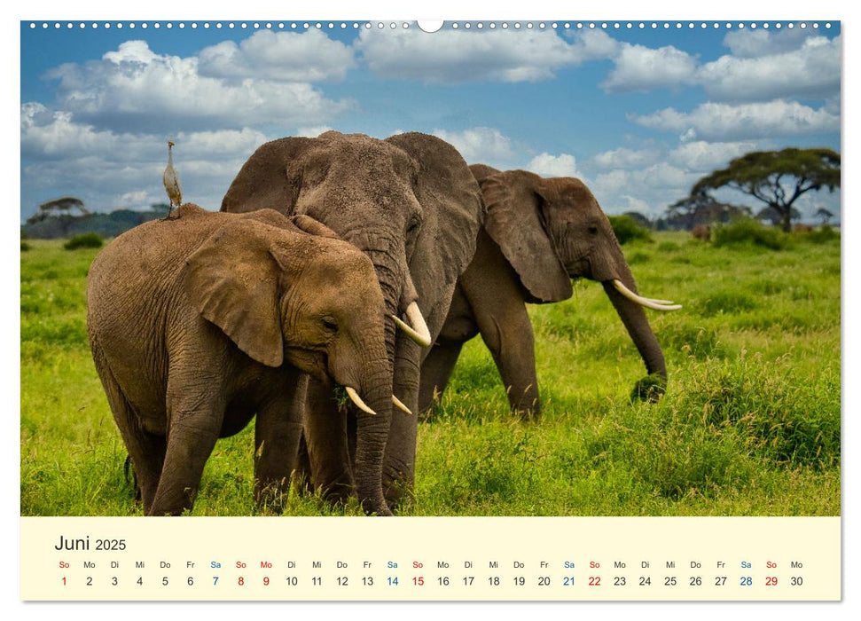 Safari in Kenia (CALVENDO Premium Wandkalender 2025)