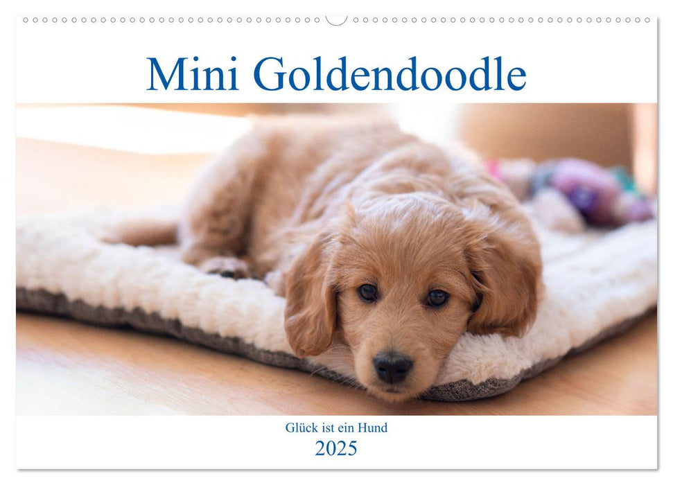 Mini Goldendoodle - Glück ist ein Hund (CALVENDO Wandkalender 2025)