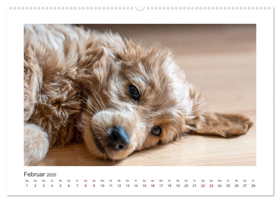 Mini Goldendoodle - Glück ist ein Hund (CALVENDO Wandkalender 2025)