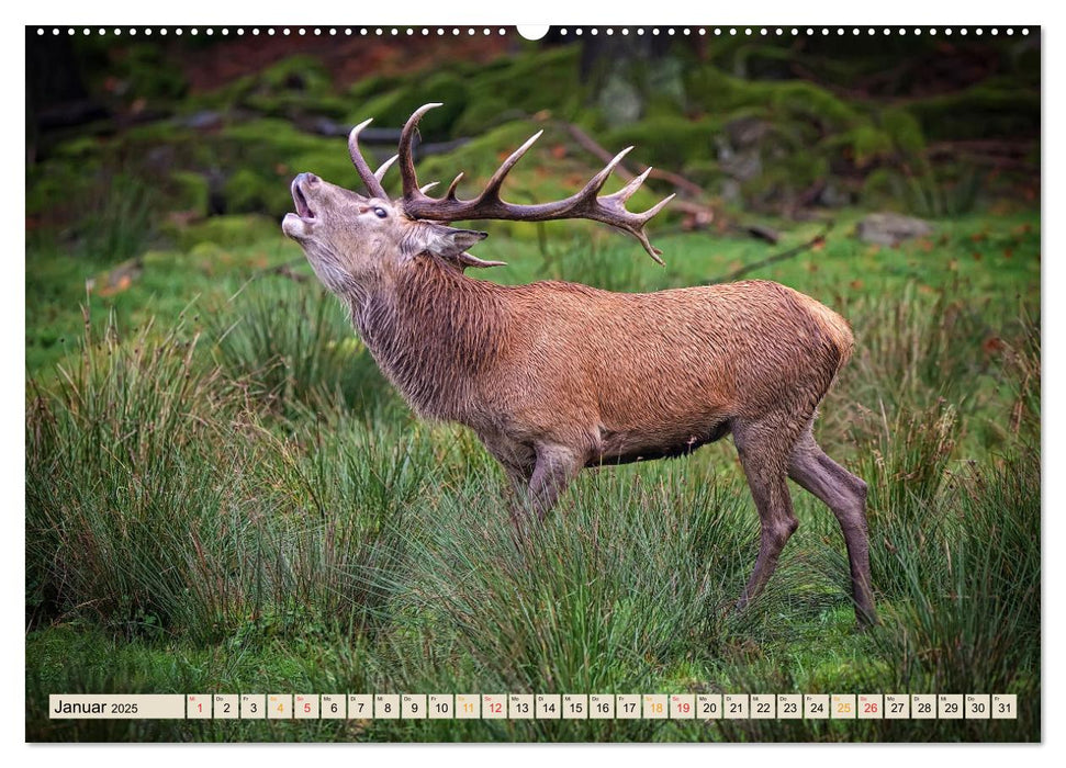 Unsere Wildtiere - scheu und schön (CALVENDO Premium Wandkalender 2025)