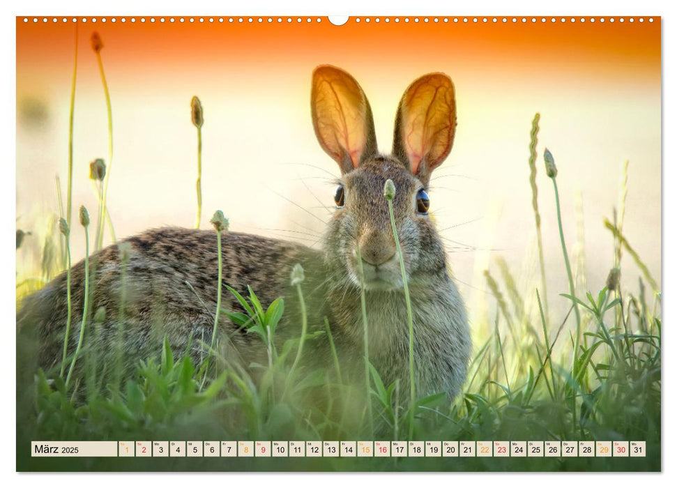 Unsere Wildtiere - scheu und schön (CALVENDO Premium Wandkalender 2025)