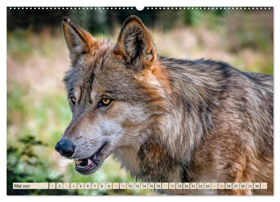 Unsere Wildtiere - scheu und schön (CALVENDO Premium Wandkalender 2025)