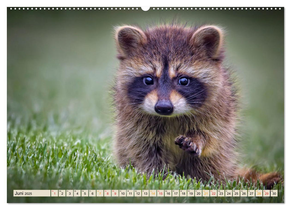 Unsere Wildtiere - scheu und schön (CALVENDO Premium Wandkalender 2025)