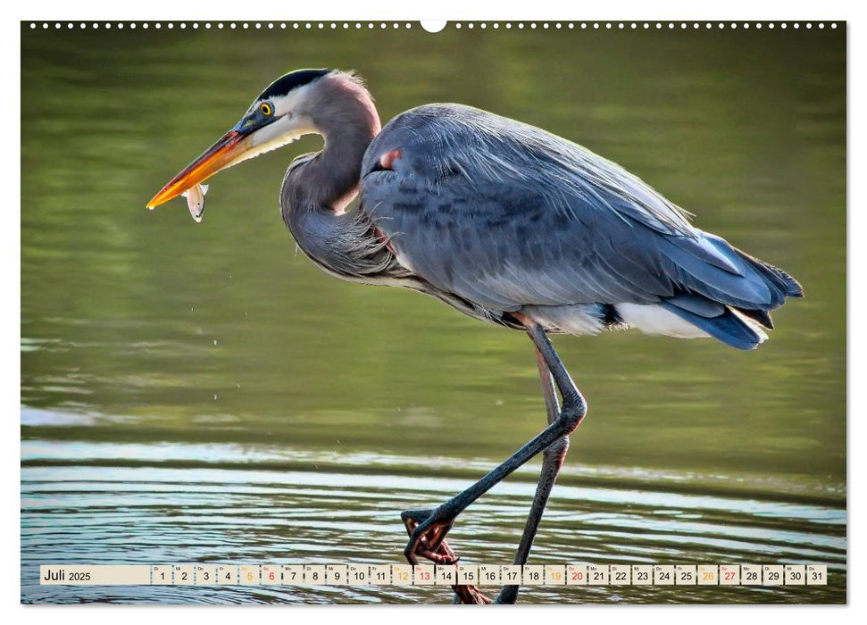 Unsere Wildtiere - scheu und schön (CALVENDO Premium Wandkalender 2025)