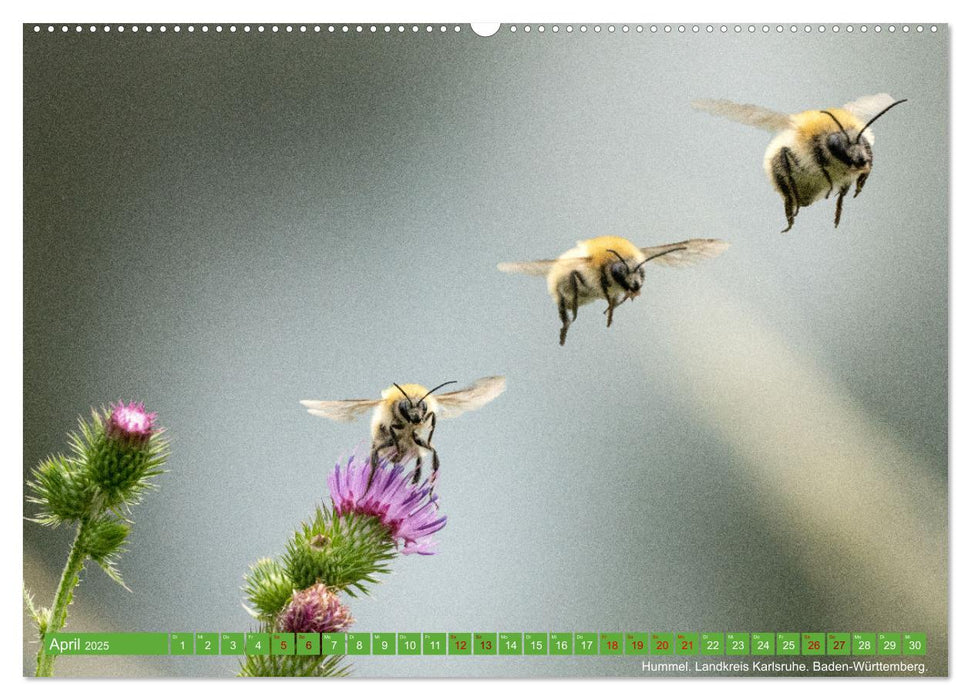 Die Entenballerina - freilebende Tiere in Bewegung (CALVENDO Premium Wandkalender 2025)