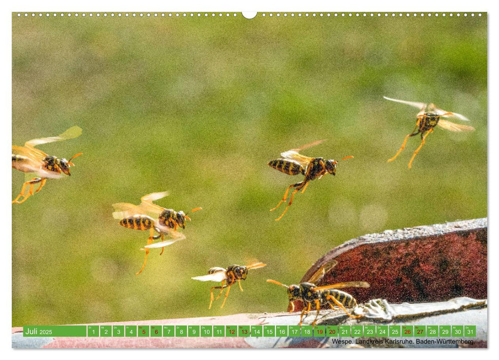 Die Entenballerina - freilebende Tiere in Bewegung (CALVENDO Premium Wandkalender 2025)