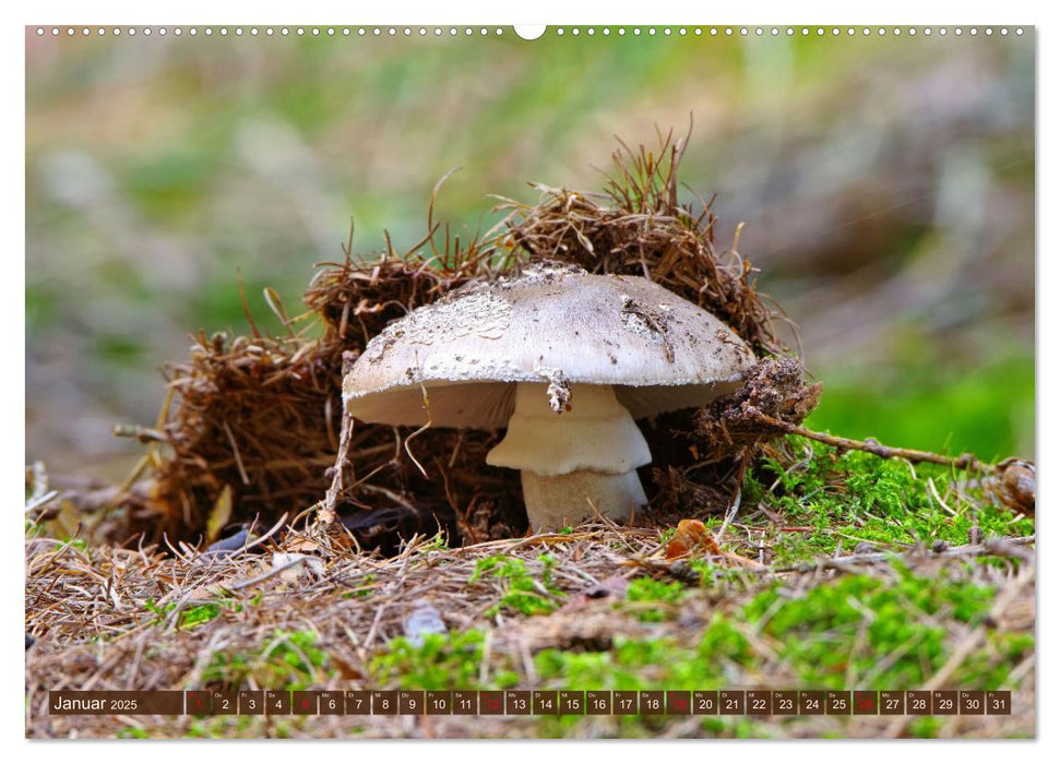 Herbstzeit ist Pilzezeit (CALVENDO Premium Wandkalender 2025)