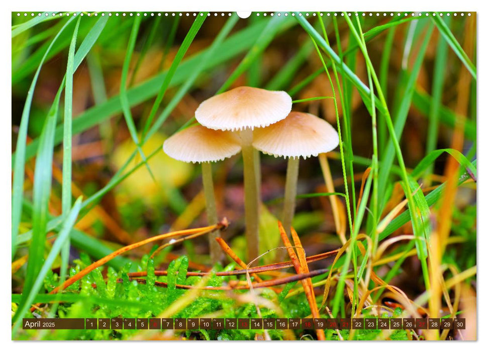 Herbstzeit ist Pilzezeit (CALVENDO Premium Wandkalender 2025)