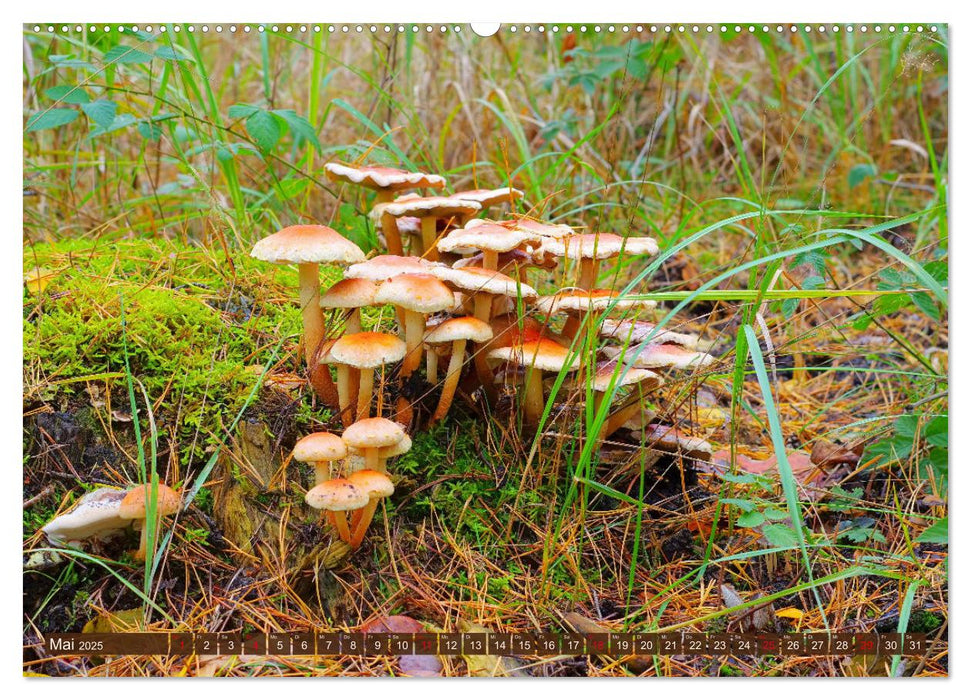 Herbstzeit ist Pilzezeit (CALVENDO Premium Wandkalender 2025)