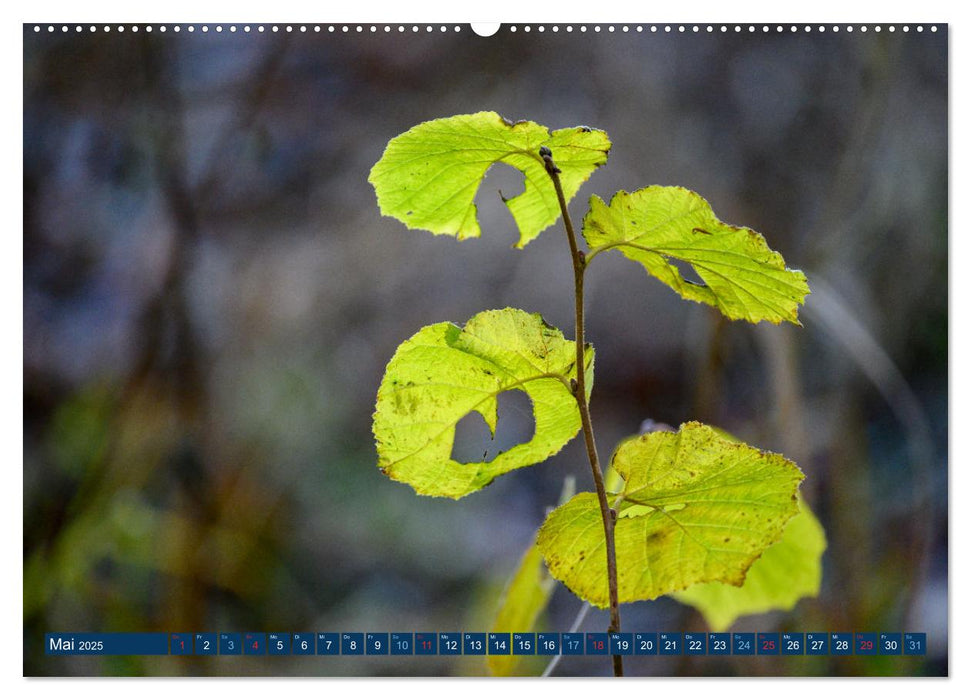 Unscheinbare Dinge (CALVENDO Premium Wandkalender 2025)