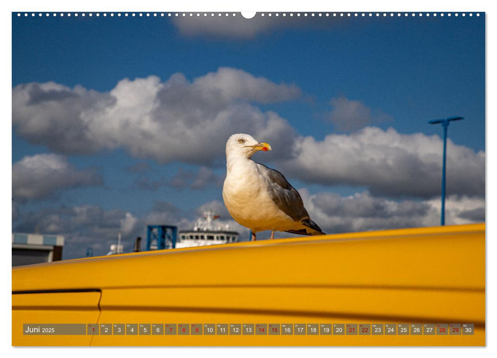 Nordfriesland, Zwischen Sylt und St. Peter Ording (CALVENDO Premium Wandkalender 2025)