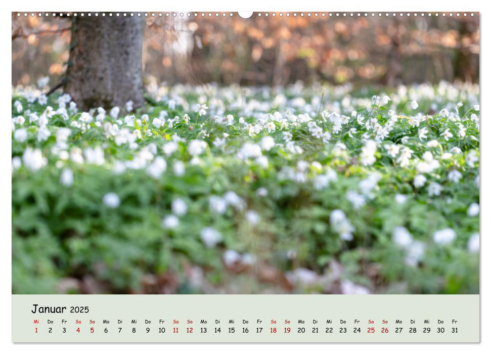 Waldbaden - Durch Achtsamkeit zu einer besseren Gesundheit (CALVENDO Premium Wandkalender 2025)